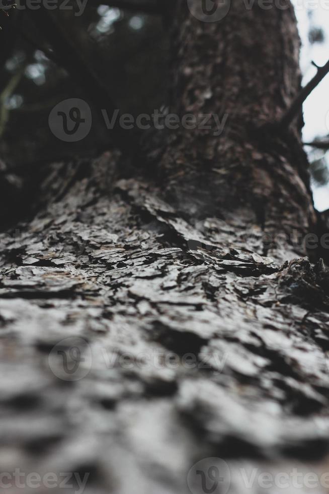 Cracked pino abbaiare nel il inverno foresta foto