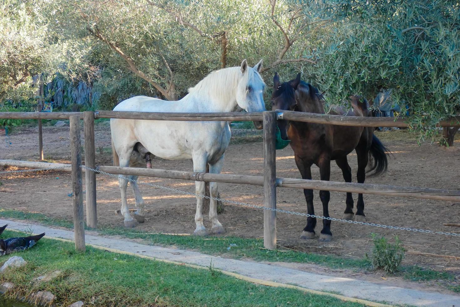 domestico animali su un' azienda agricola durante il estate stagione foto