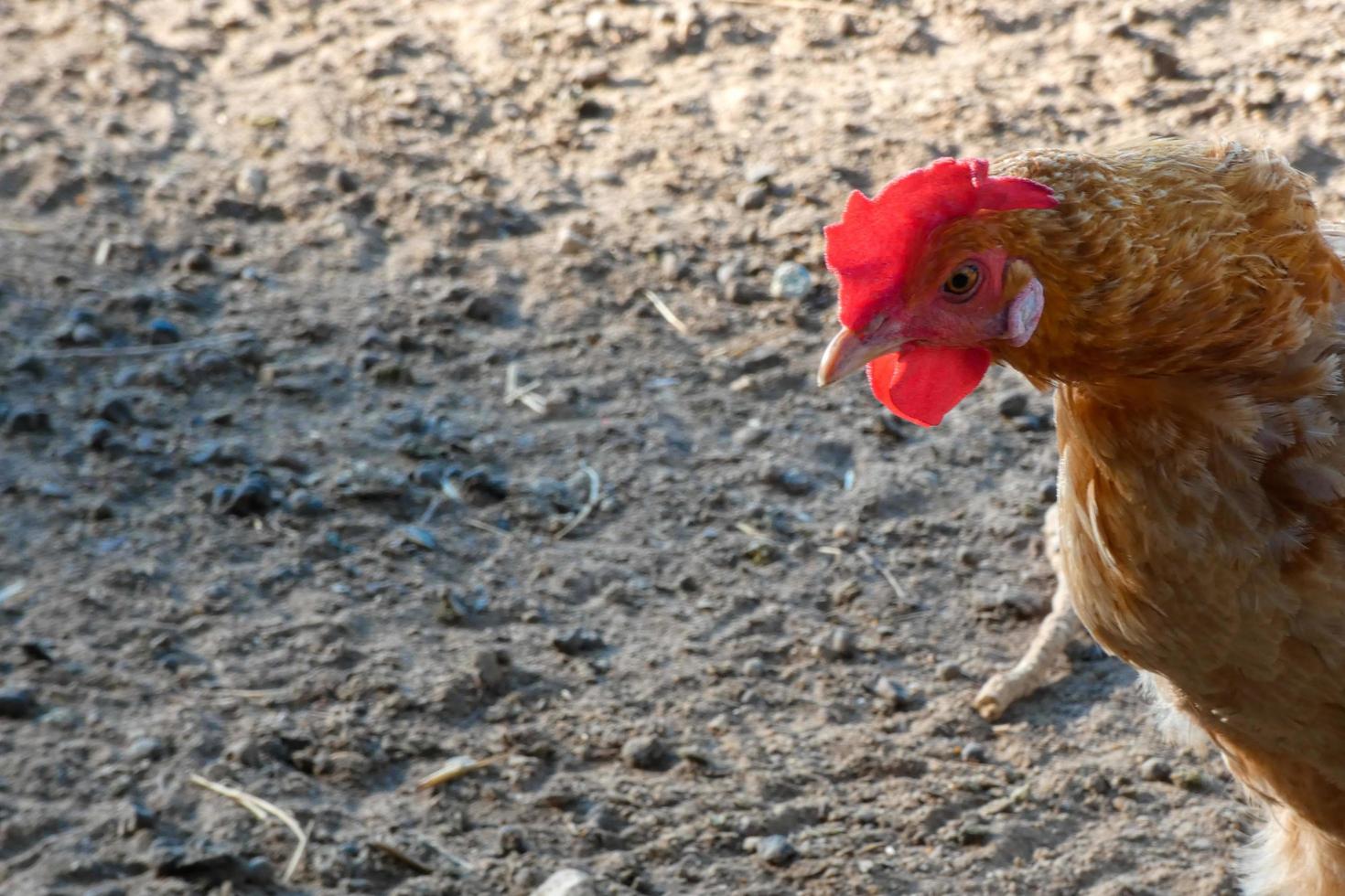 free-range galli e galline su un' azienda agricola foto