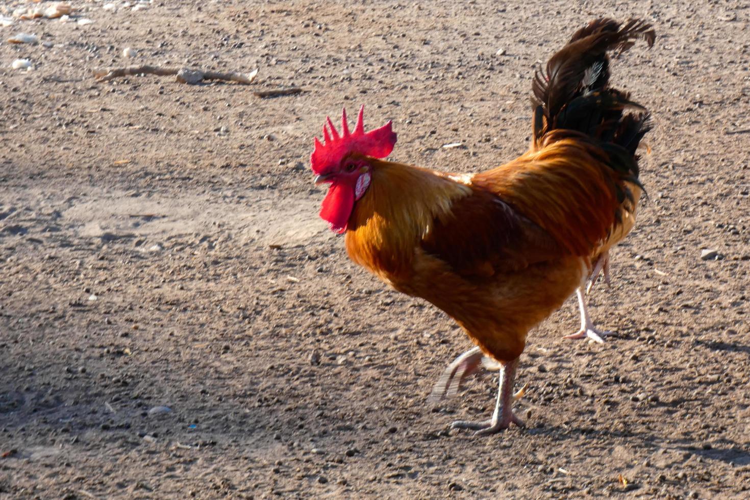 free-range galli e galline su un' azienda agricola foto