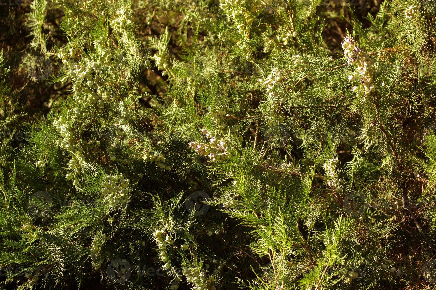 bellissimo sempreverde pianta vicino su Visualizza. foto