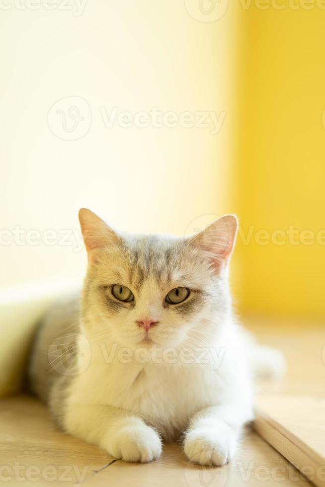 simpatico gatto che si guarda intorno, concetto di animali domestici, animali domestici. ritratto ravvicinato di gatto seduto guardandosi intorno foto