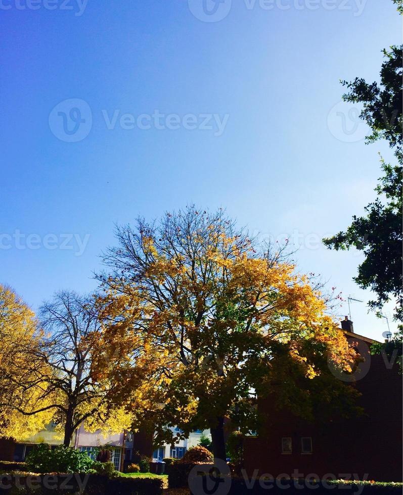 autunno alberi nel il parco professionista foto