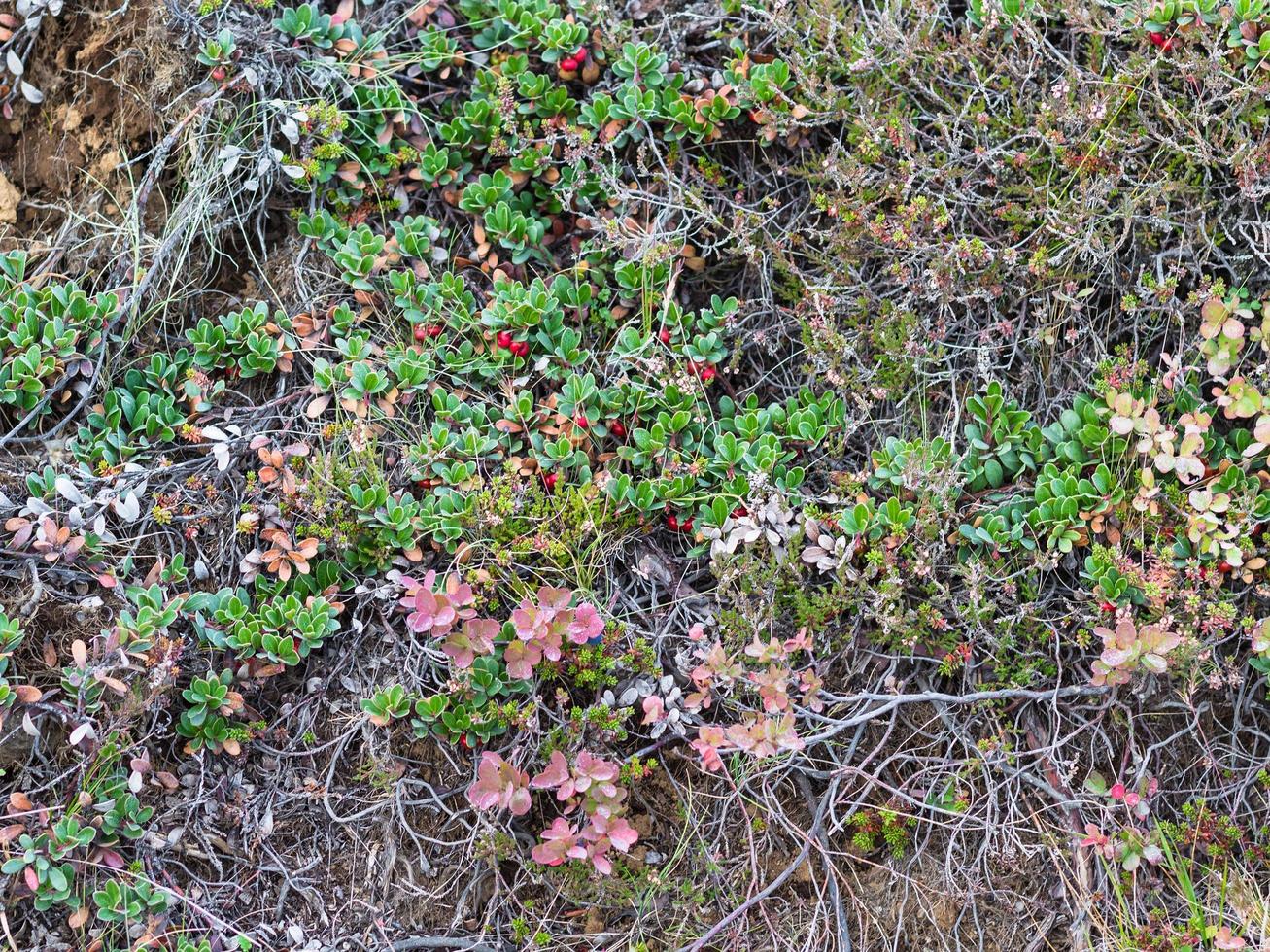 mirtillo a tundra prato nel Islanda nel settembre foto