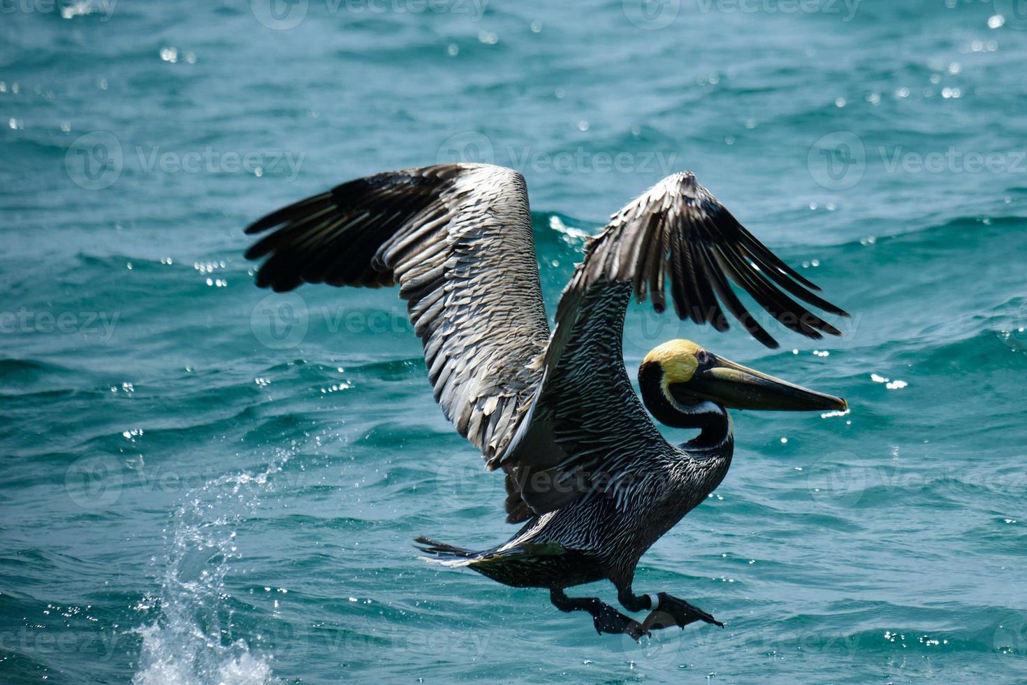 Marrone pellicano viene visualizzato apertura alare su prendere via al di sopra di atlantico oceano nel pompano spiaggia Florida foto