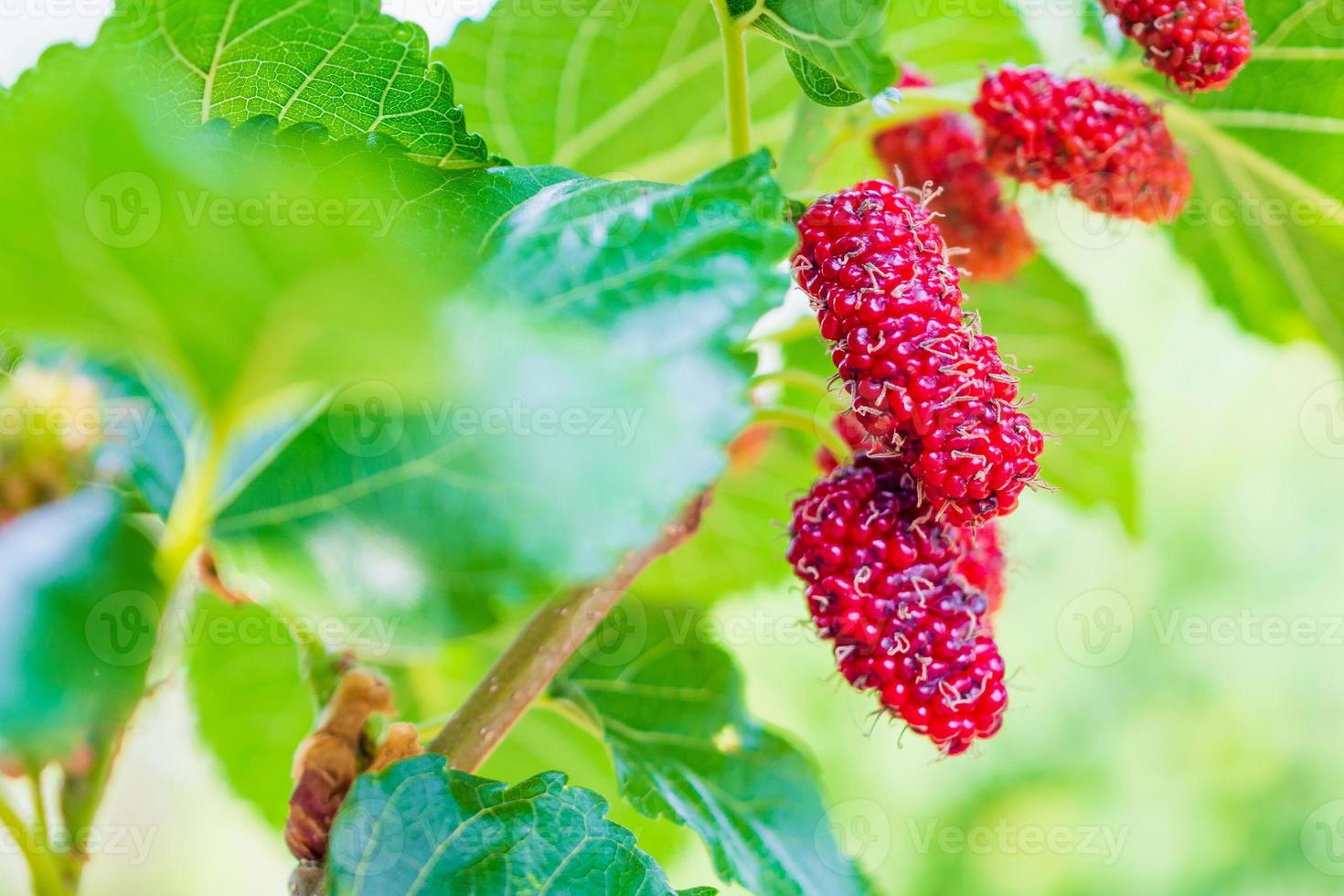 frutti di gelso rosso fresco sul ramo di albero foto