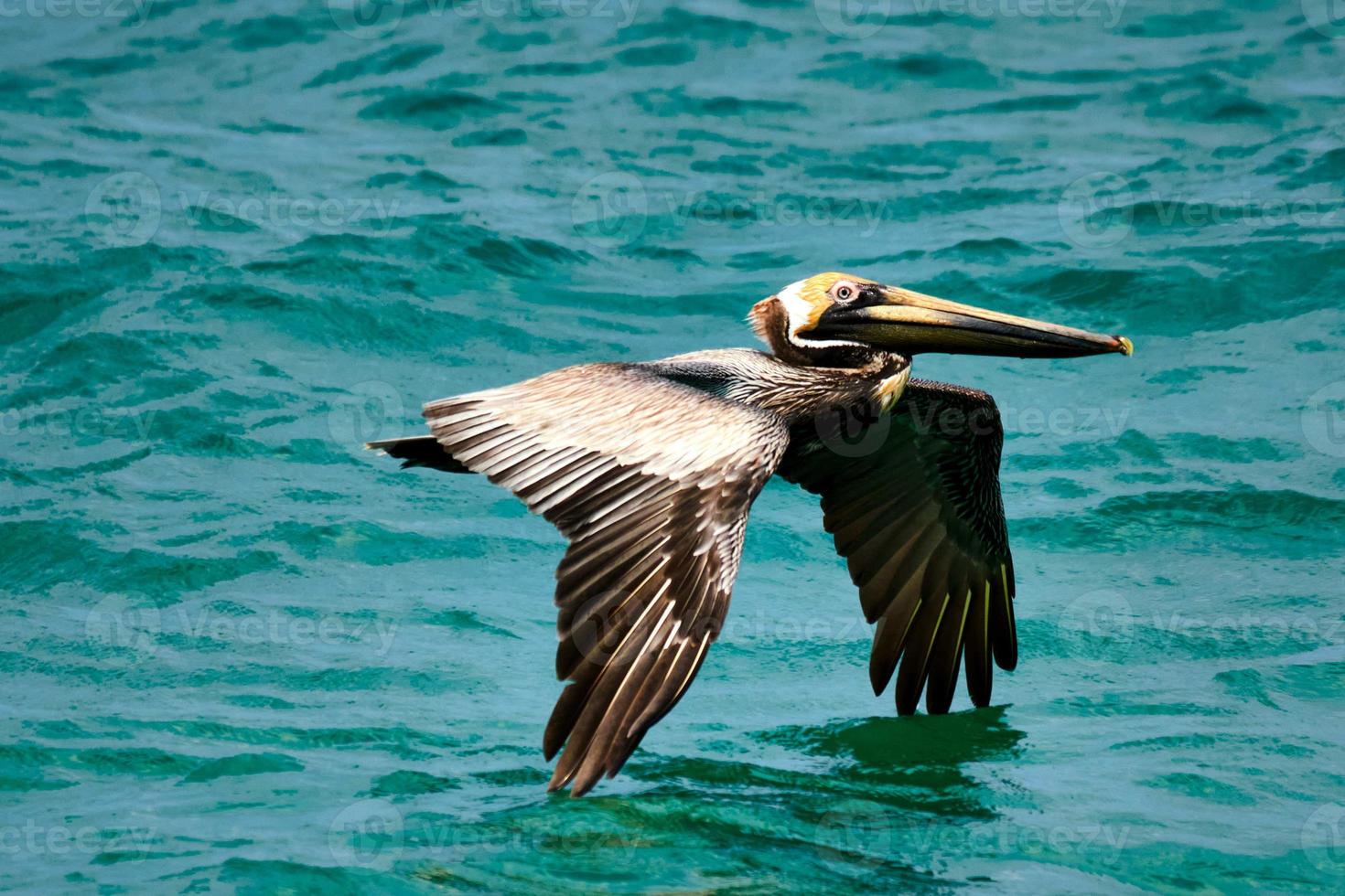 Marrone pellicano volante Basso per il superficie di il atlantico oceano foto