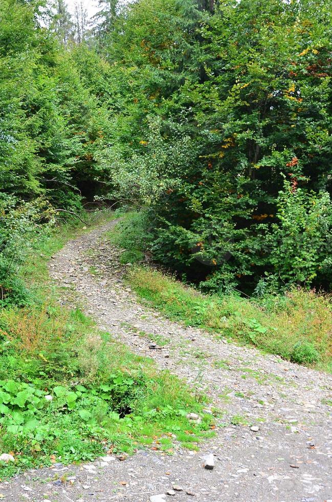 un' sentiero nel un' selvaggio foresta. foresta paesaggio nel presto autunno foto