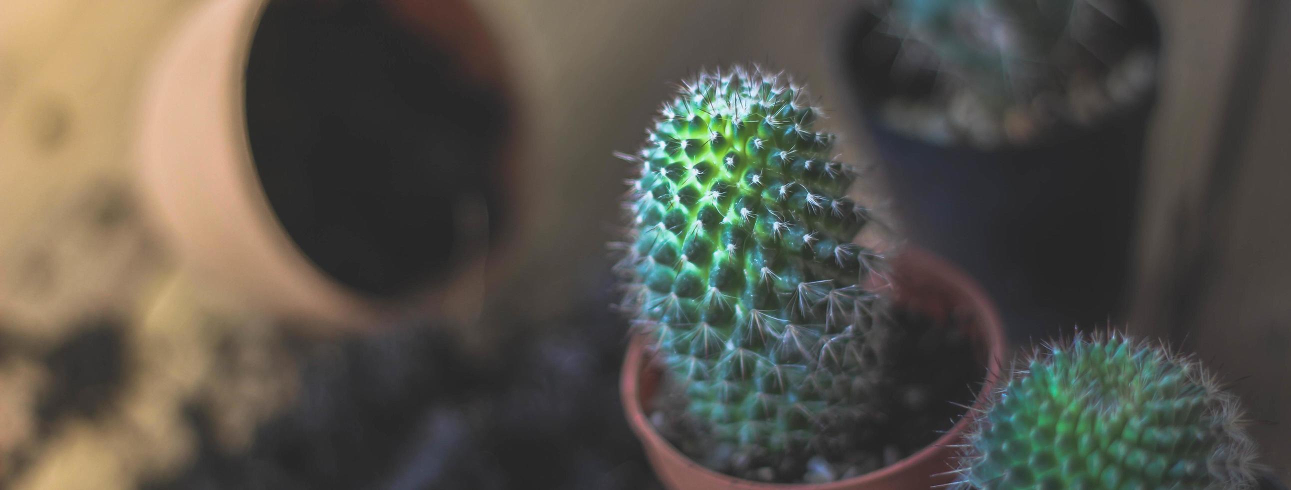 piccolo cactus è piantato nel un' piccolo pentola dove il sera sole brilla attraverso suo Indietro. foto