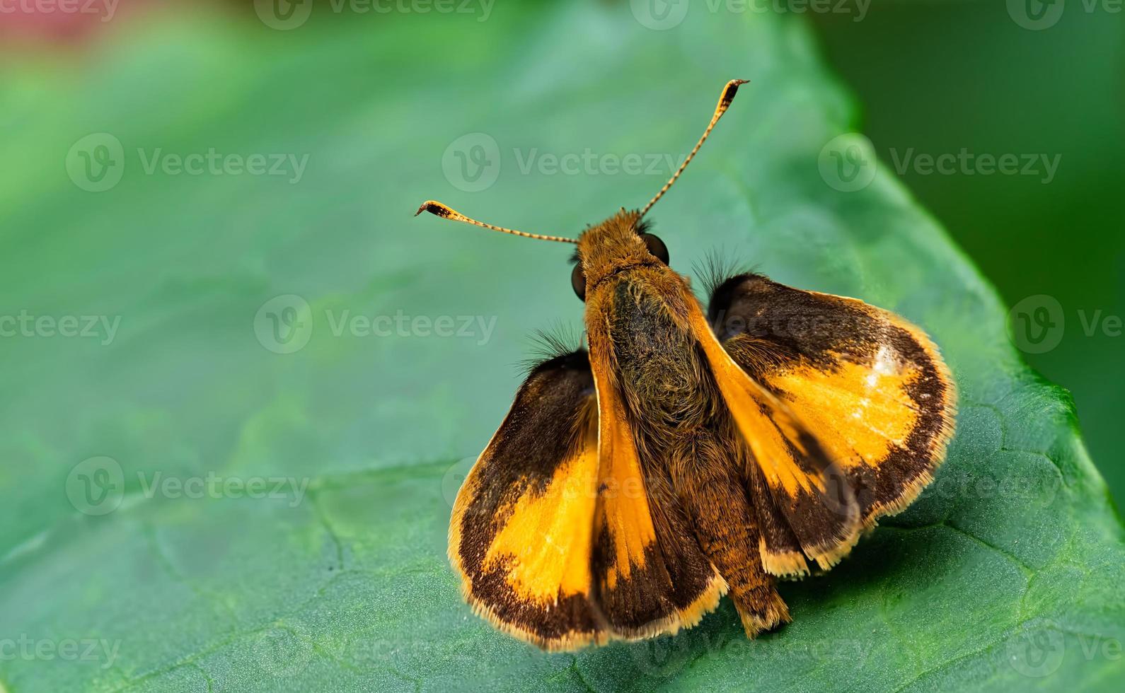 zabulone skipper farfalla Schermo è colori foto