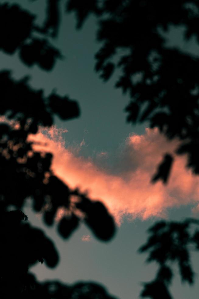 sagoma di alberi durante il tramonto foto