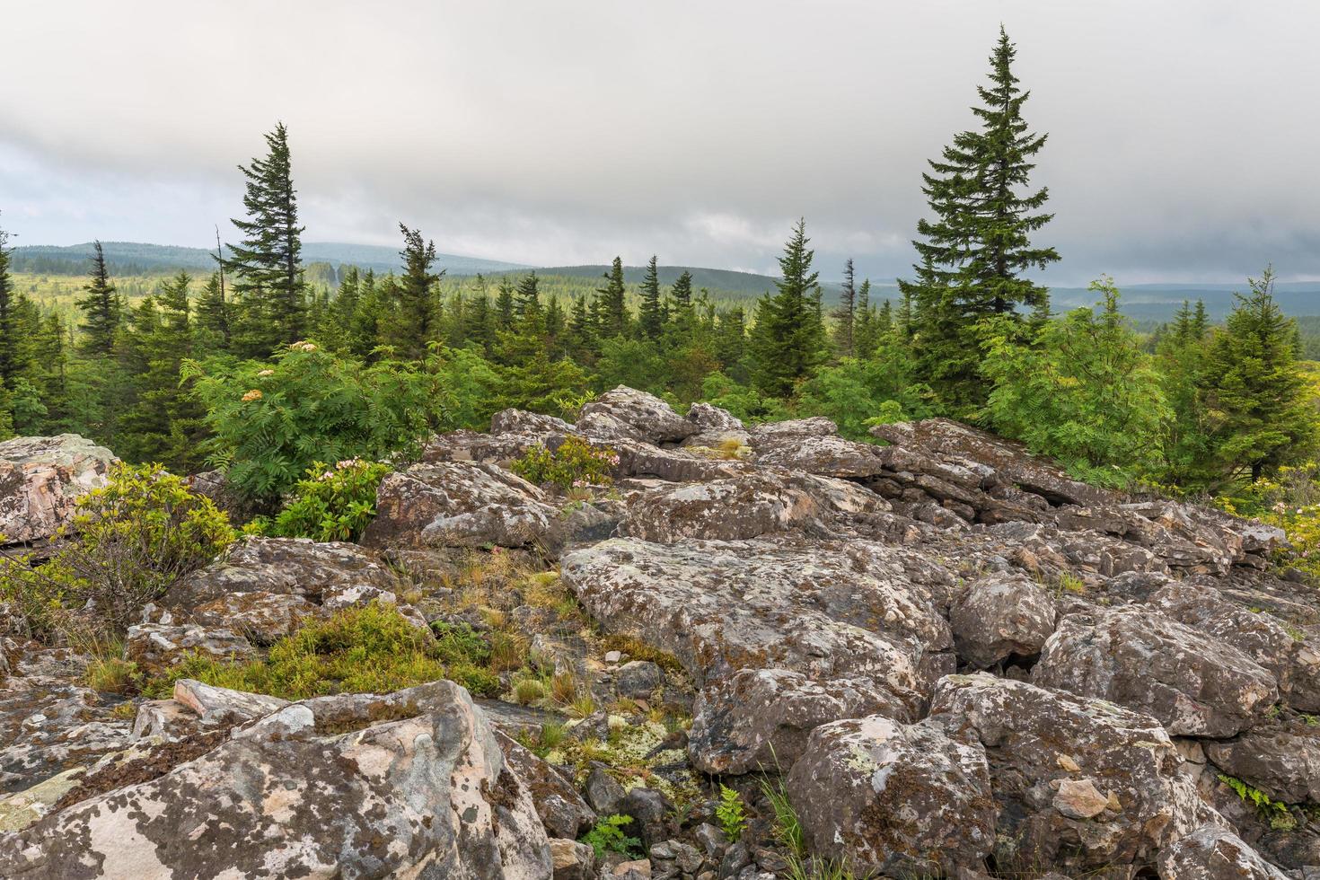 dolly sods wilderness in west virginia foto