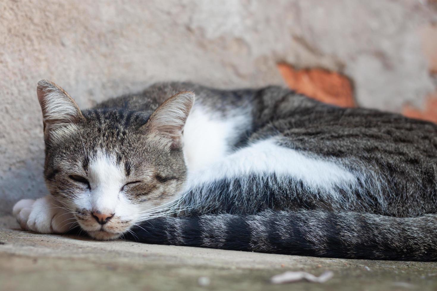 gatto tailandese che dorme foto