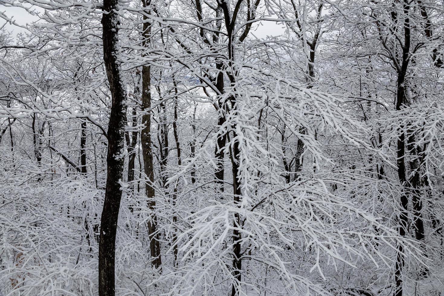 alberi coperti di neve e ghiaccio foto