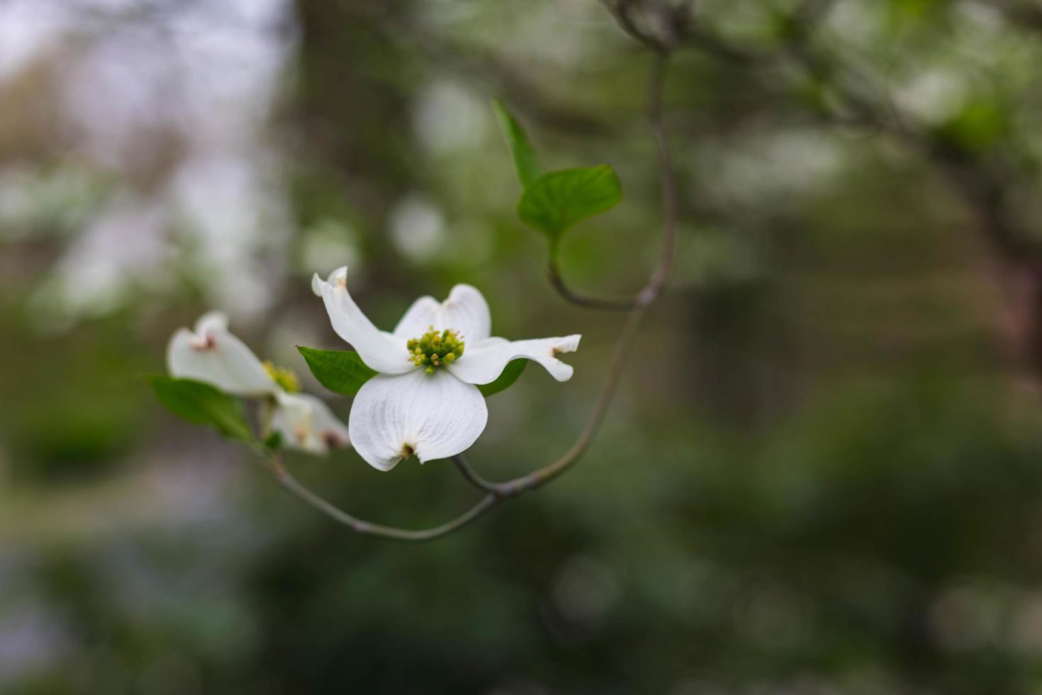 primo piano del fiore di corniolo bianco foto