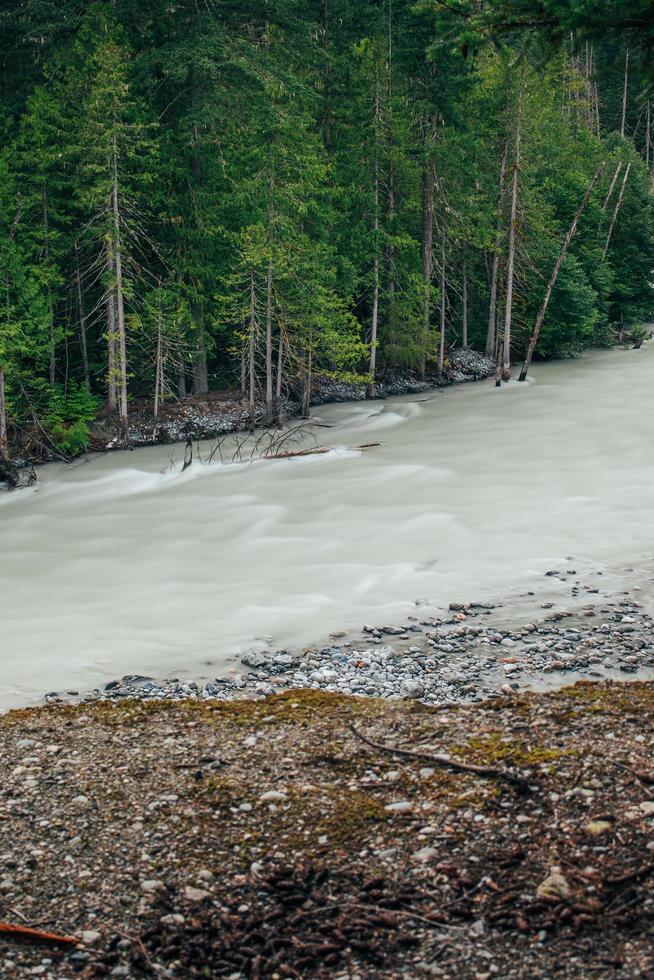 alberi verdi accanto al fiume fluente foto