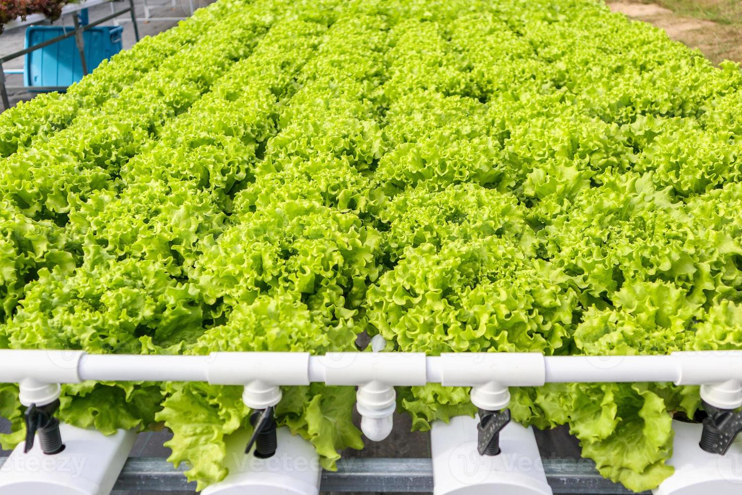 pianta di insalata di lattuga di quercia verde organica fresca nel sistema di coltivazione di verdure idroponiche foto