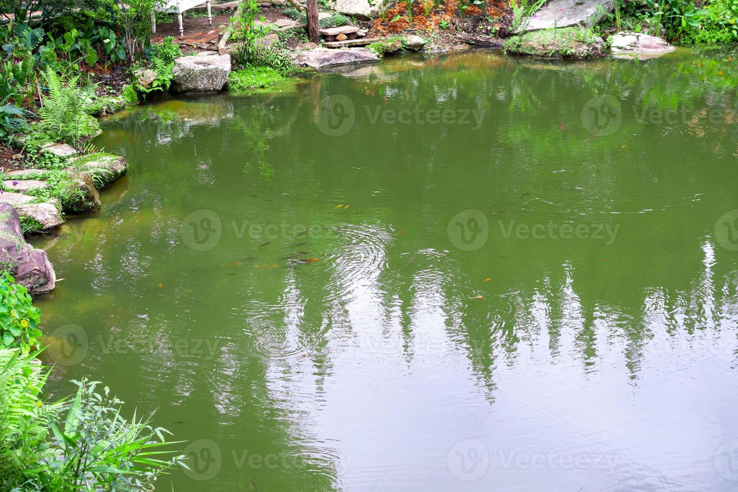 Giardino dietro la casa giardino stagno con verde pianta foto