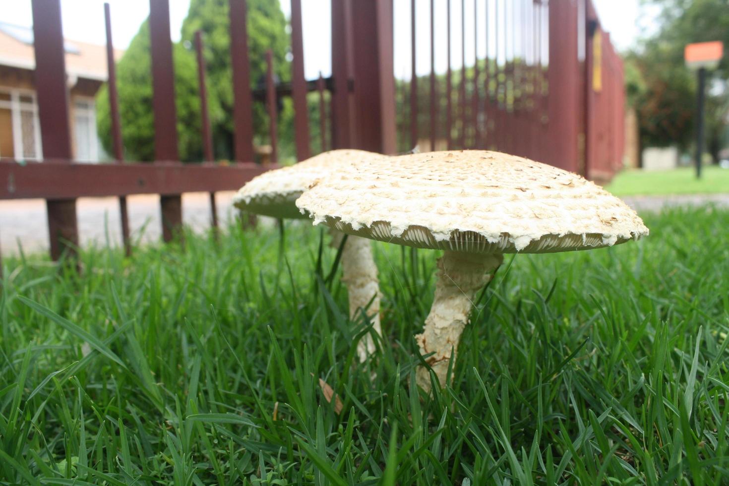 funghi nel erba foto