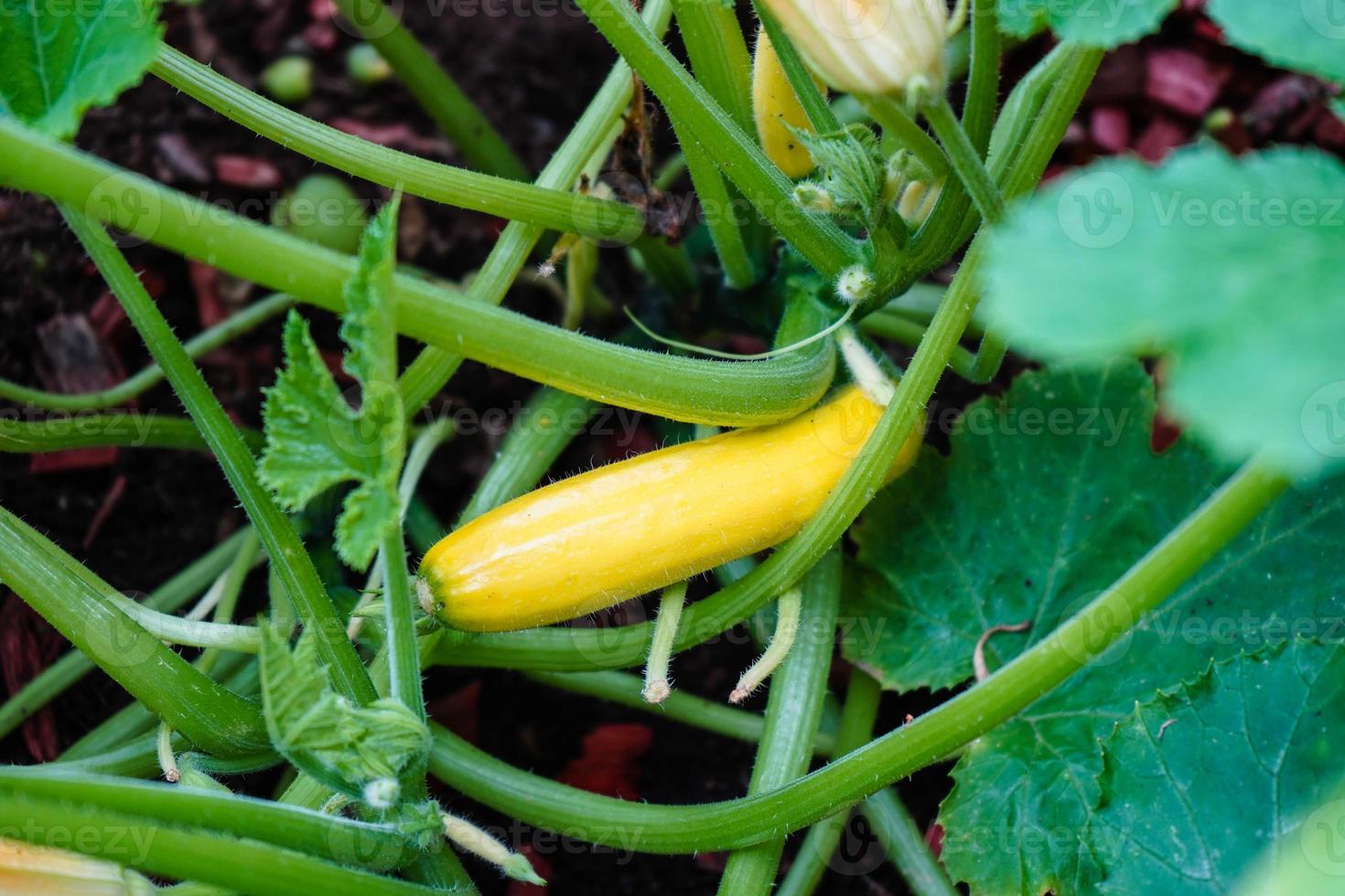 zucchine cucurbita pepo nel il vecchio terra Il prossimo per amburgo foto