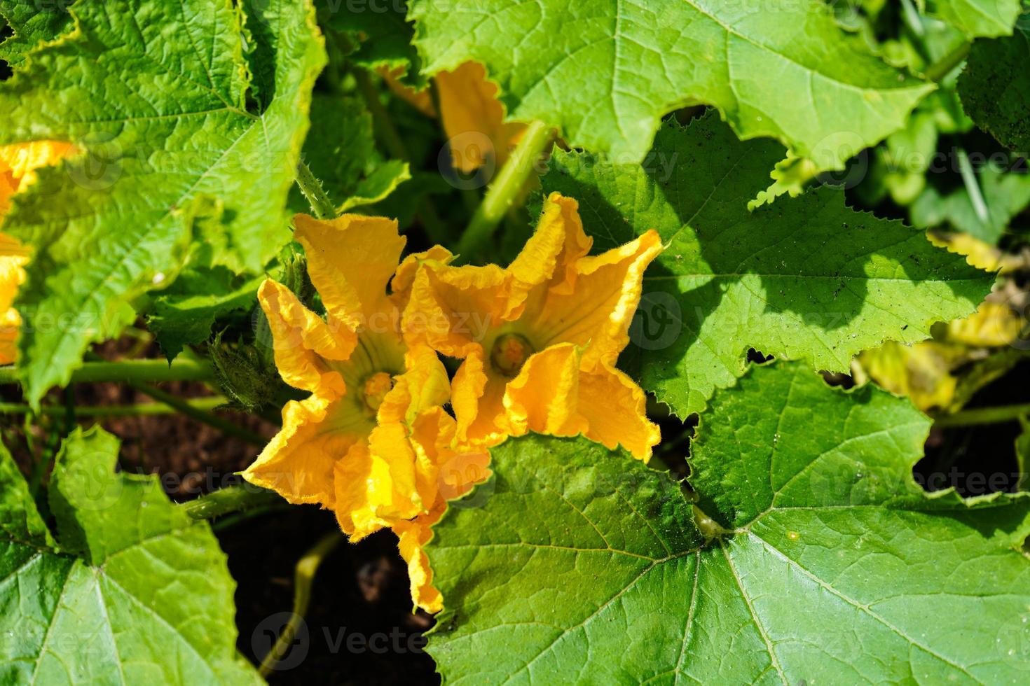 zucchine cucurbita pepo nel il vecchio terra Il prossimo per amburgo foto