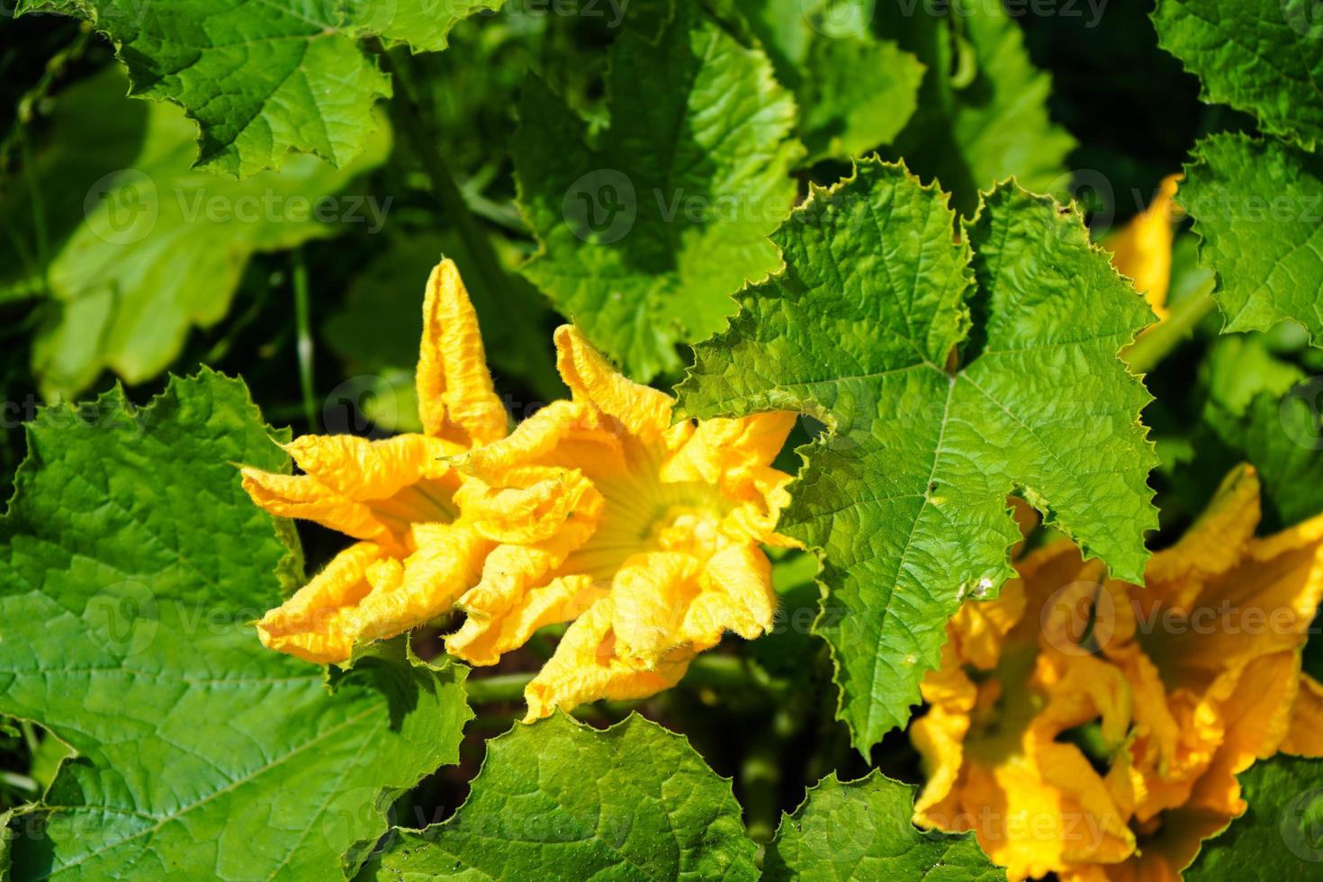 zucchine cucurbita pepo nel il vecchio terra Il prossimo per amburgo foto