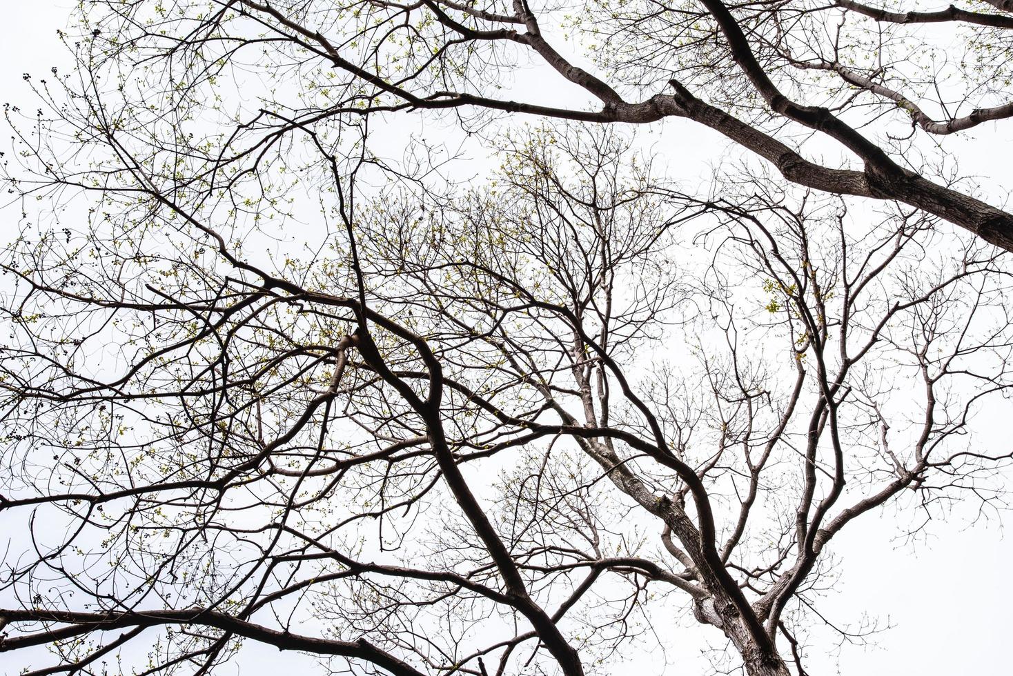 il modello di albero rami nel inverno, isolato su bianca sfondo. foto