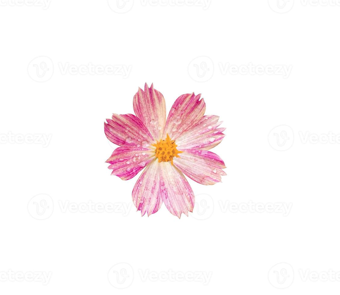 bellezza fresco superiore Visualizza rosa cosmo fiore fioritura e giallo polline. isolato su bianca sfondo con ritaglio sentiero. foto