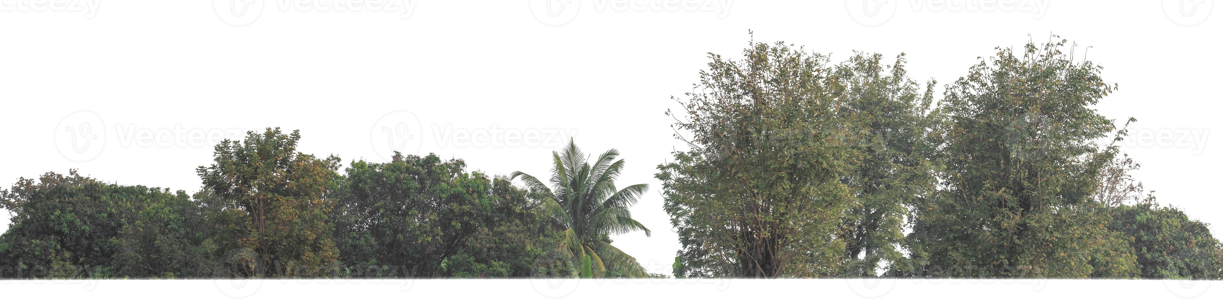 verde alberi isolato su bianca sfondo.sono foresta e fogliame nel estate per tutti e due stampa e ragnatela pagine con tagliare sentiero e alfa canale foto