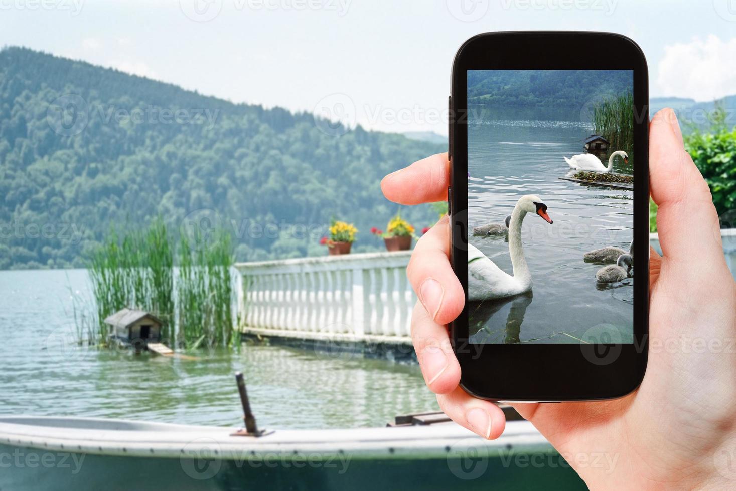 turista prende immagine di cigni nel lago, Baviera foto