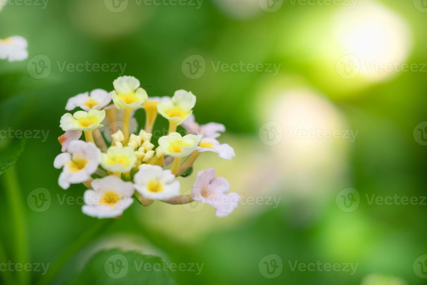 vicino su natura di fiore nel giardino Visualizza di verde foglia su sfocato sfondo nel giardino. naturale verde le foglie impianti Usato come primavera copertina pagina verdura ambiente ecologia lime verde sfondo foto