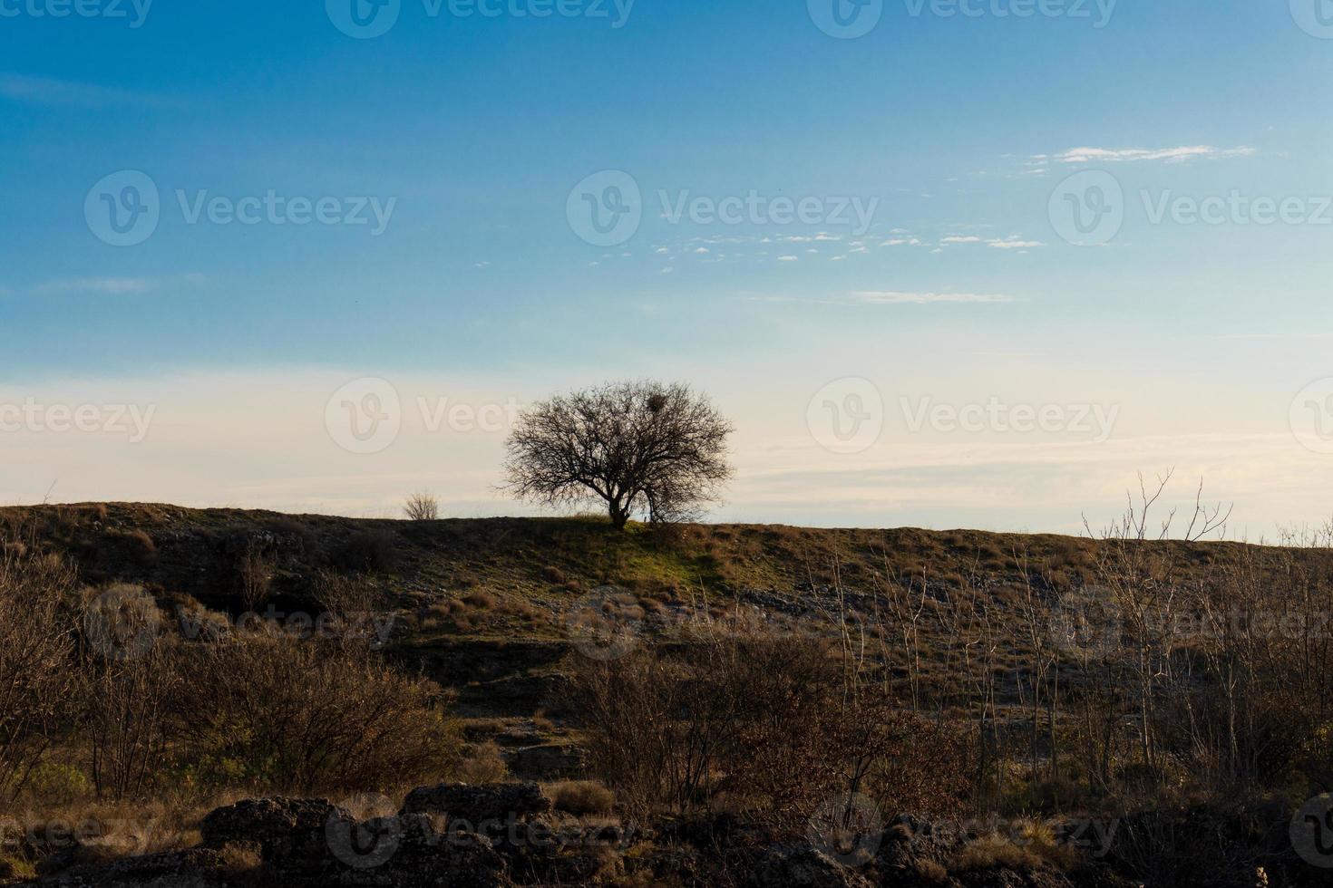 il solitario albero nel campo. atmosferico foto