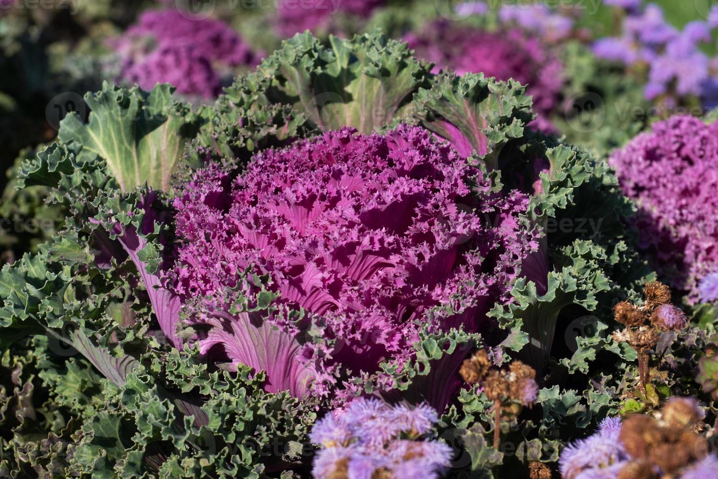 multicolore decorativo cavolo nel fiorire nel il giardino. foto