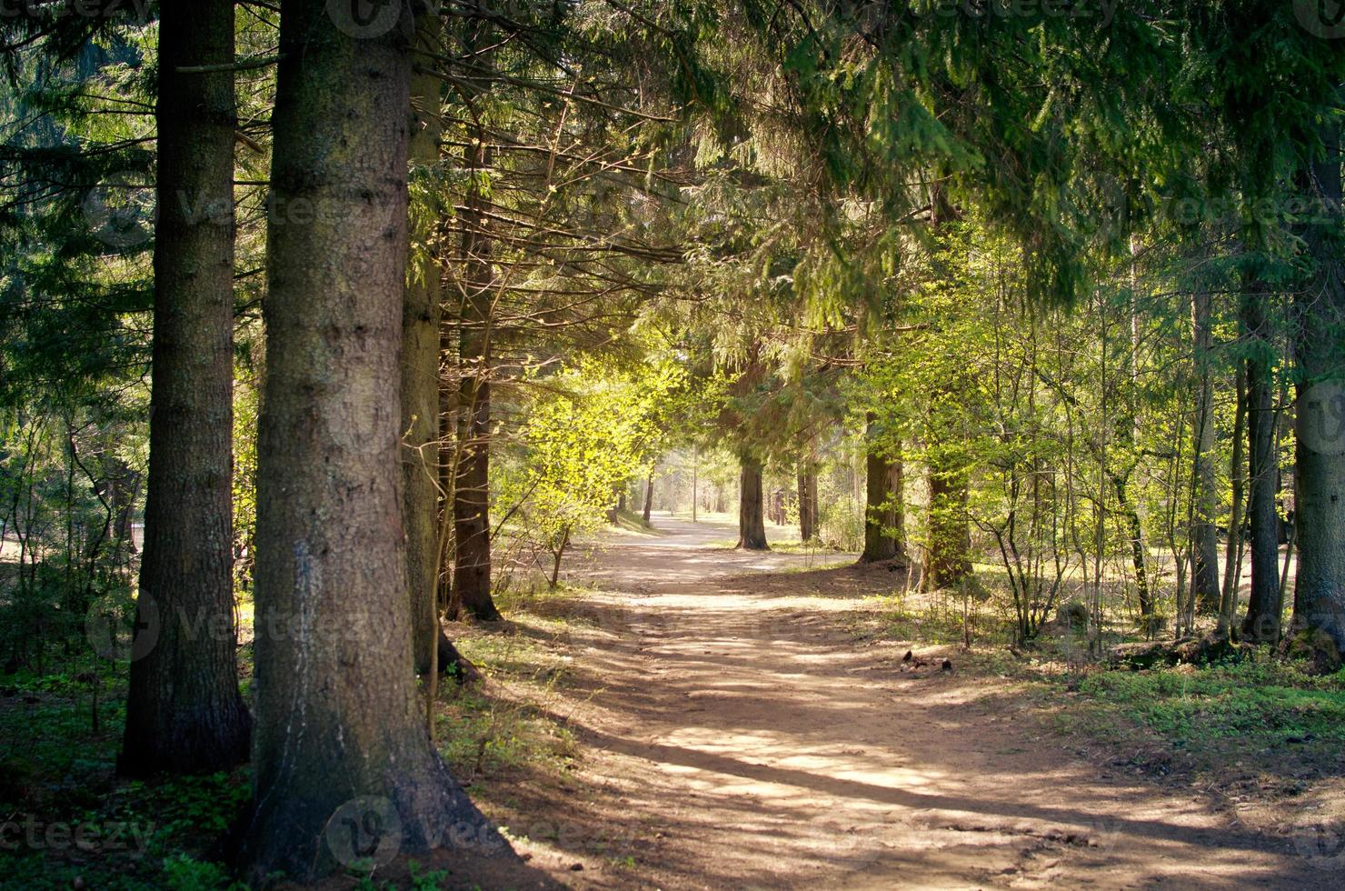 bellissimo largo turistico foresta sentiero su un' soleggiato giorno foto