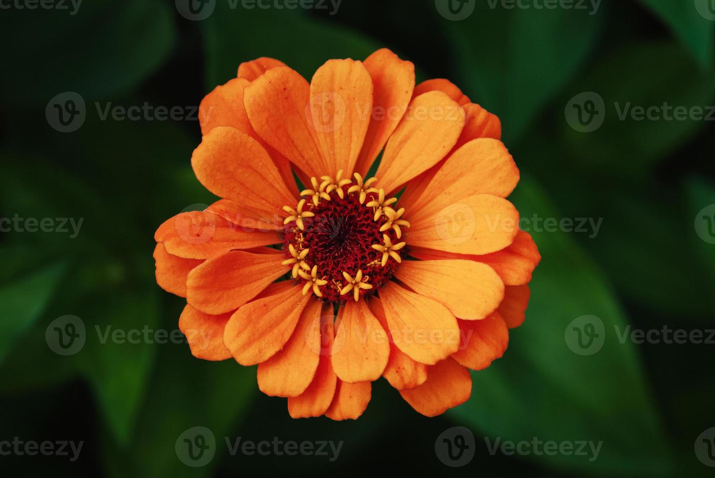 arancia fiore avvicinamento, singolo zinnia fiore nel il giardino, superiore Visualizza foto