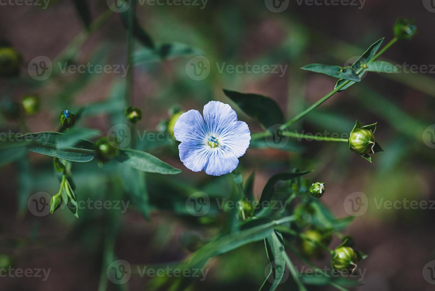 seme di lino lino pianta fioritura, fibra lino o omega lino in crescita, linum usitatissimum foto