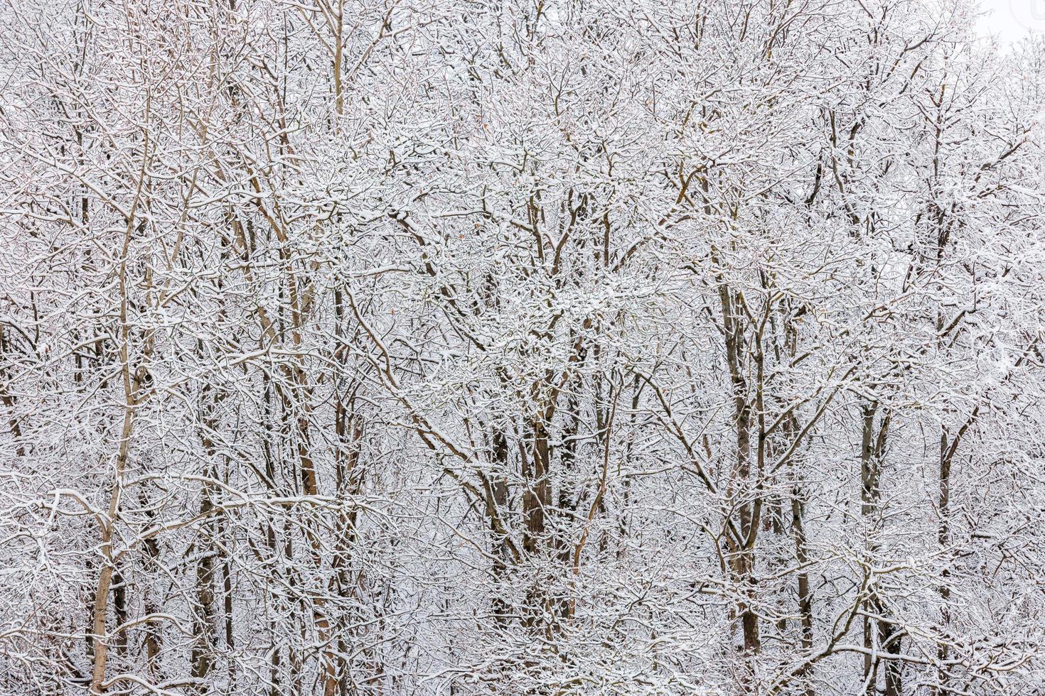 congelato alberi coperto con neve a nuvoloso inverno giorno, pieno telaio sfondo foto