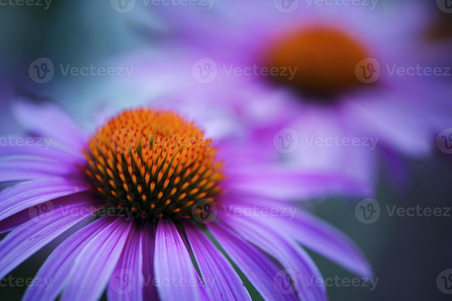 fiore echinacea vibrante e colorato foto