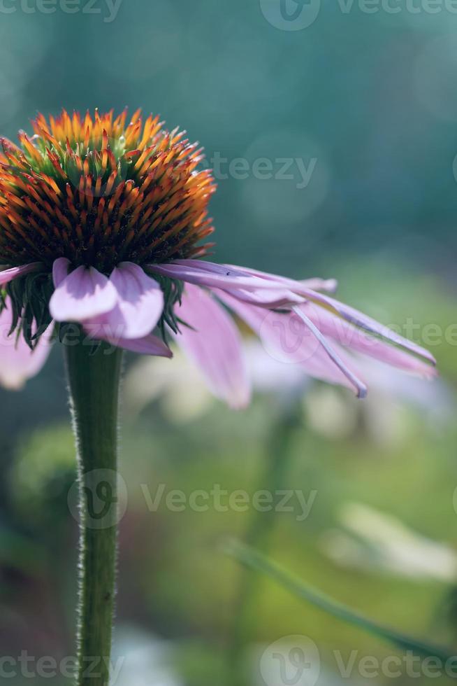 composizione del fiore di echinacea, effetto artistico, luce bokeh foto