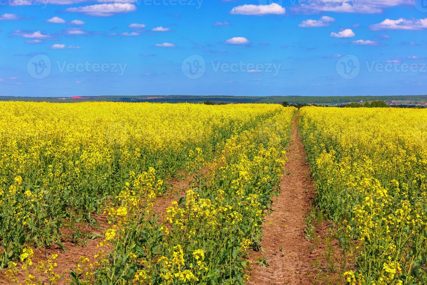 fioritura canola campo con trattore valutare e blu cielo con bianca nuvole foto