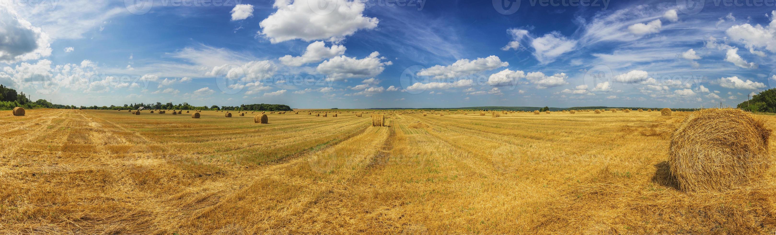 estate campo con cannuccia falcia a luce del giorno largo panoramico tiro foto