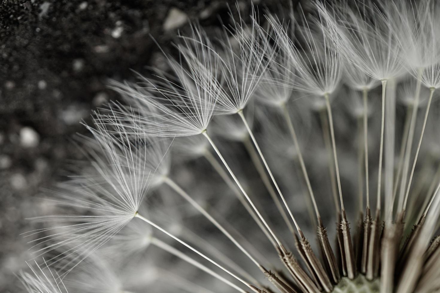 bellissimo dente di leone fiore seme nel primavera, bianca sfondo foto