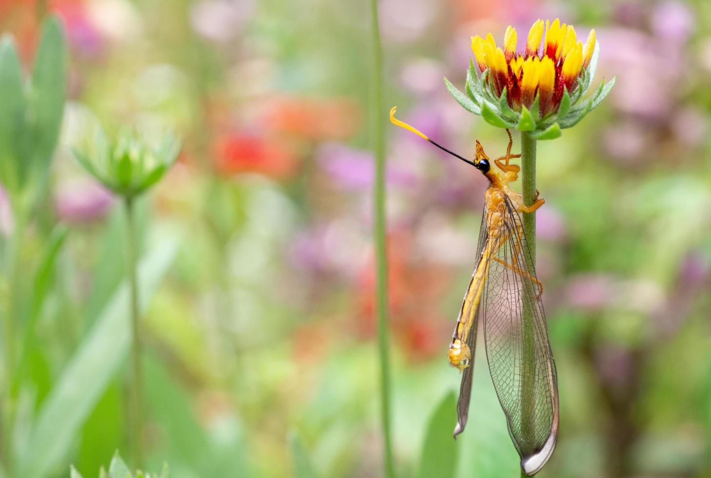 libellula gialla che si appollaia su un fiore foto