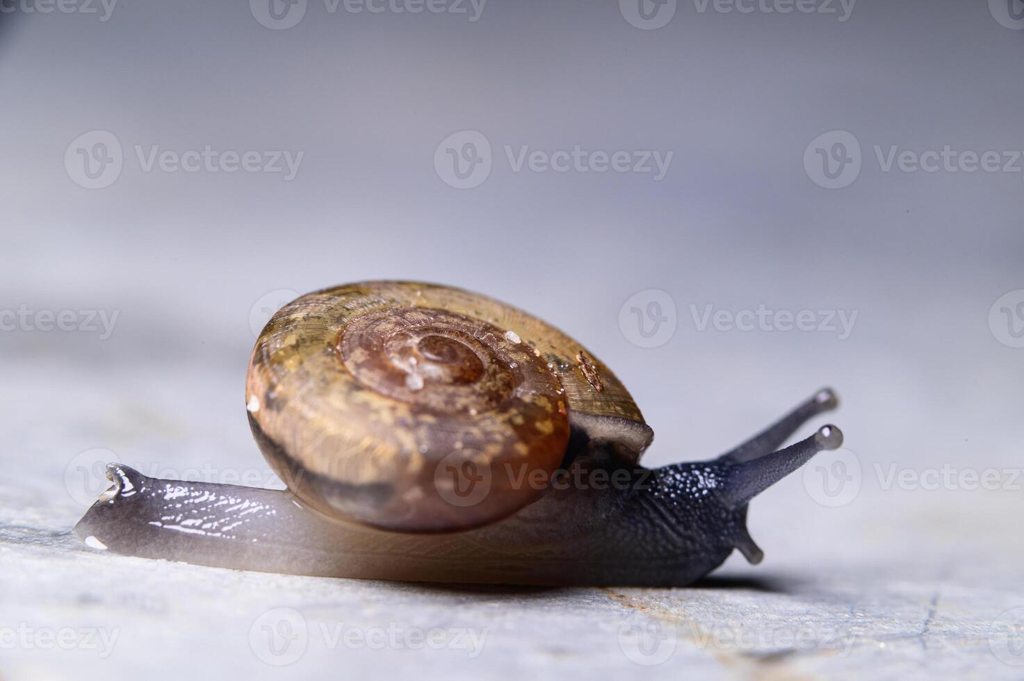 primo piano di una lumaca di monachoides vicinus foto