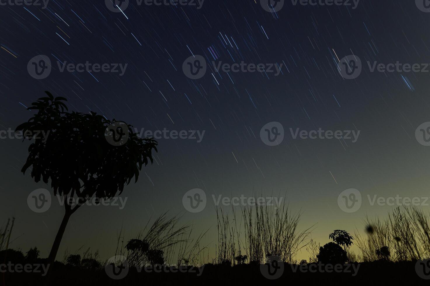 sagome di piante e tracce di stelle foto