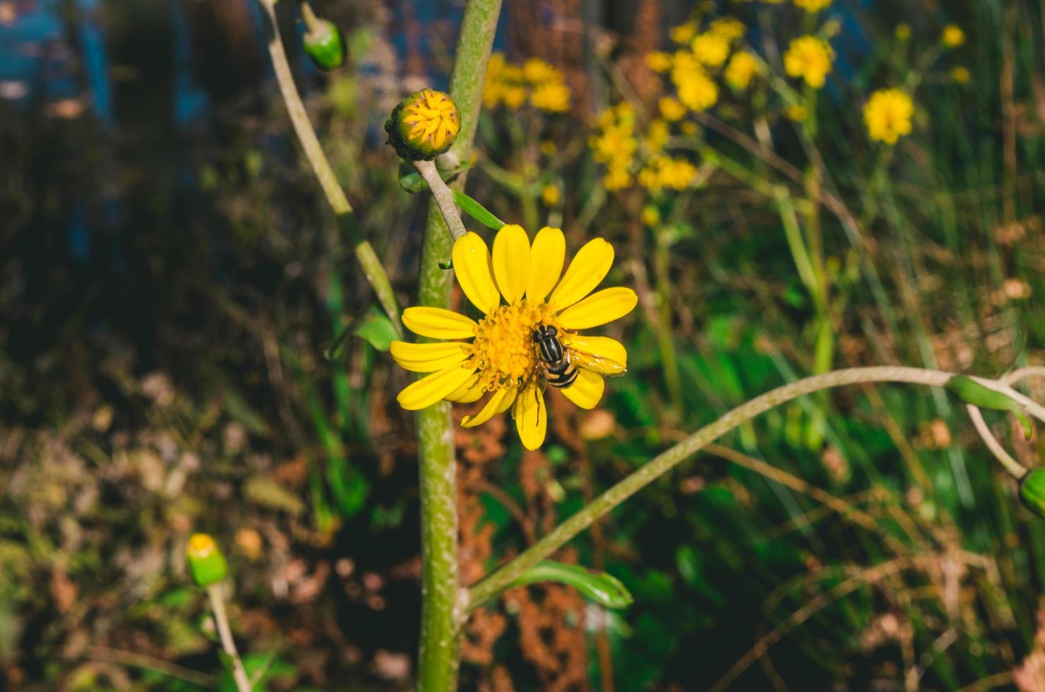 fiore giallo con un'ape sopra foto