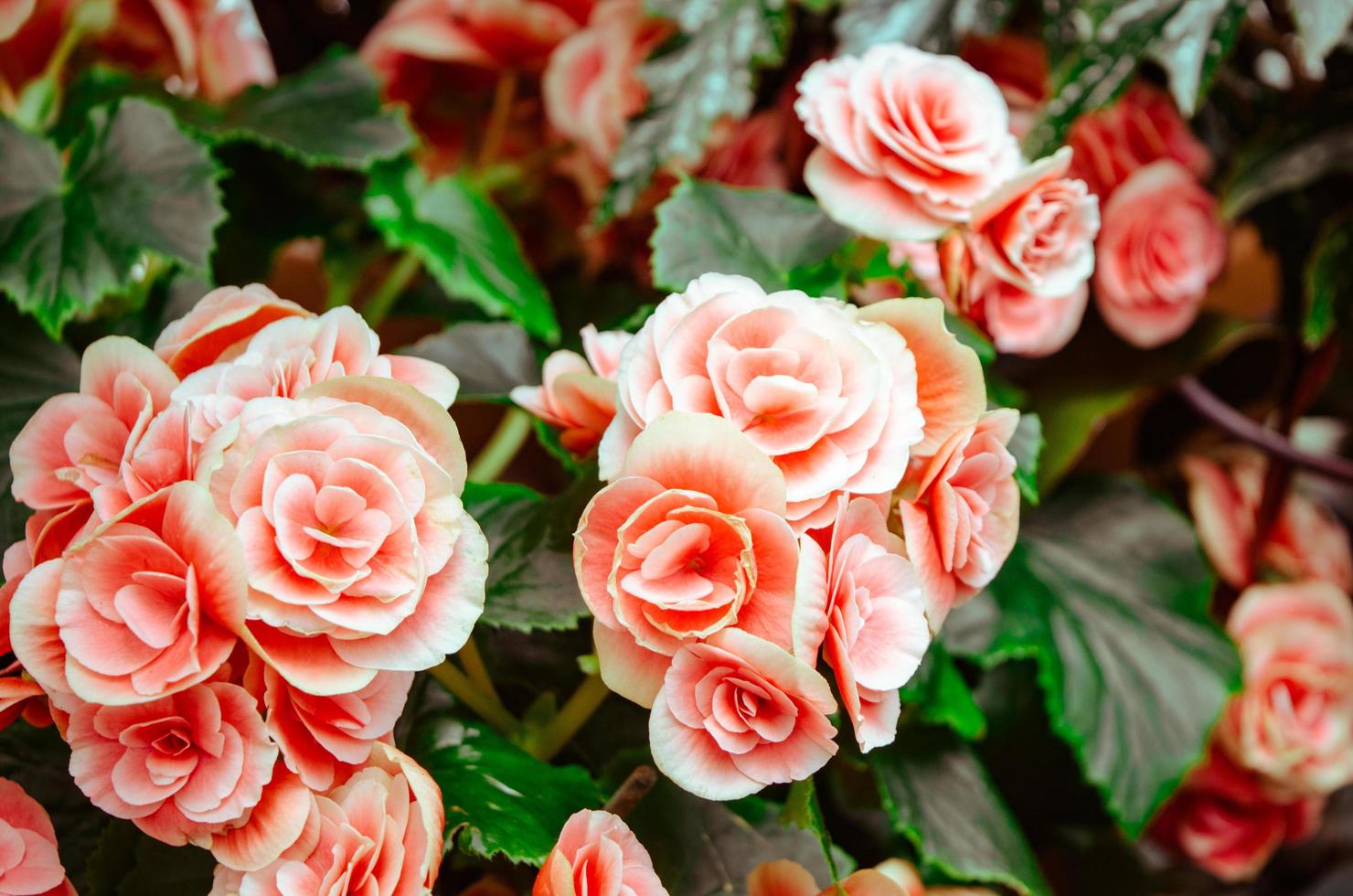 fiori di petalo rosa foto