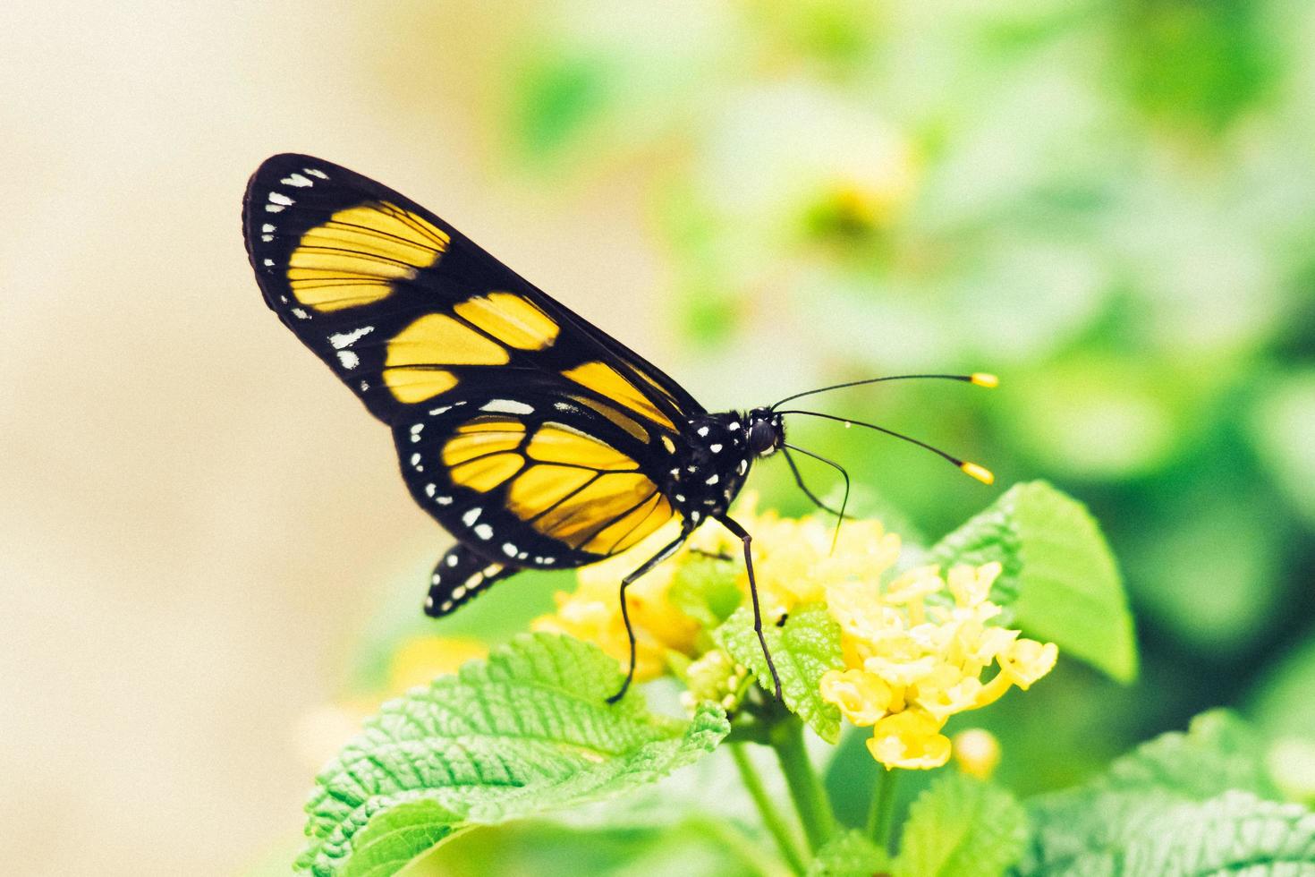 fotografia di messa a fuoco superficiale della farfalla gialla foto