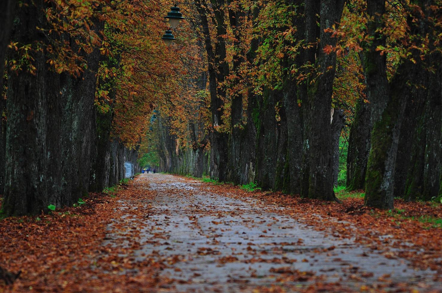 lungo vicolo a autunno autunno sesson foto