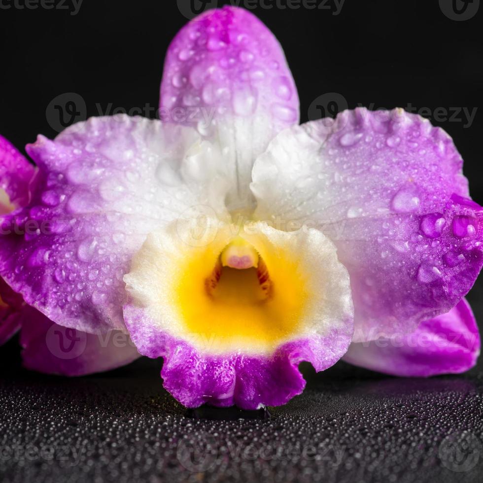 viola orchidea dendrobium con rugiada su sfondo nero, primo piano foto